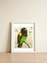  Meyer's parrot watercolor — framed, leaning against the wall thumbnail