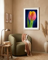 Tulip framed in a tender room thumbnail