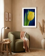 Tulip framed in a tender room thumbnail