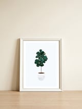 FIddle Leaf Fig gold and green — framed, leaning against the wall thumbnail