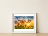 Lovely sunflowers in sunset — framed, leaning against the wall thumbnail