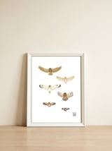 Typical owls & Barn owl — framed, leaning against the wall thumbnail