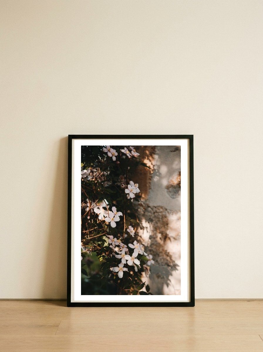 Pink flowers in the shadow — framed, leaning against the wall