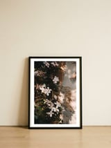 Pink flowers in the shadow — framed, leaning against the wall thumbnail