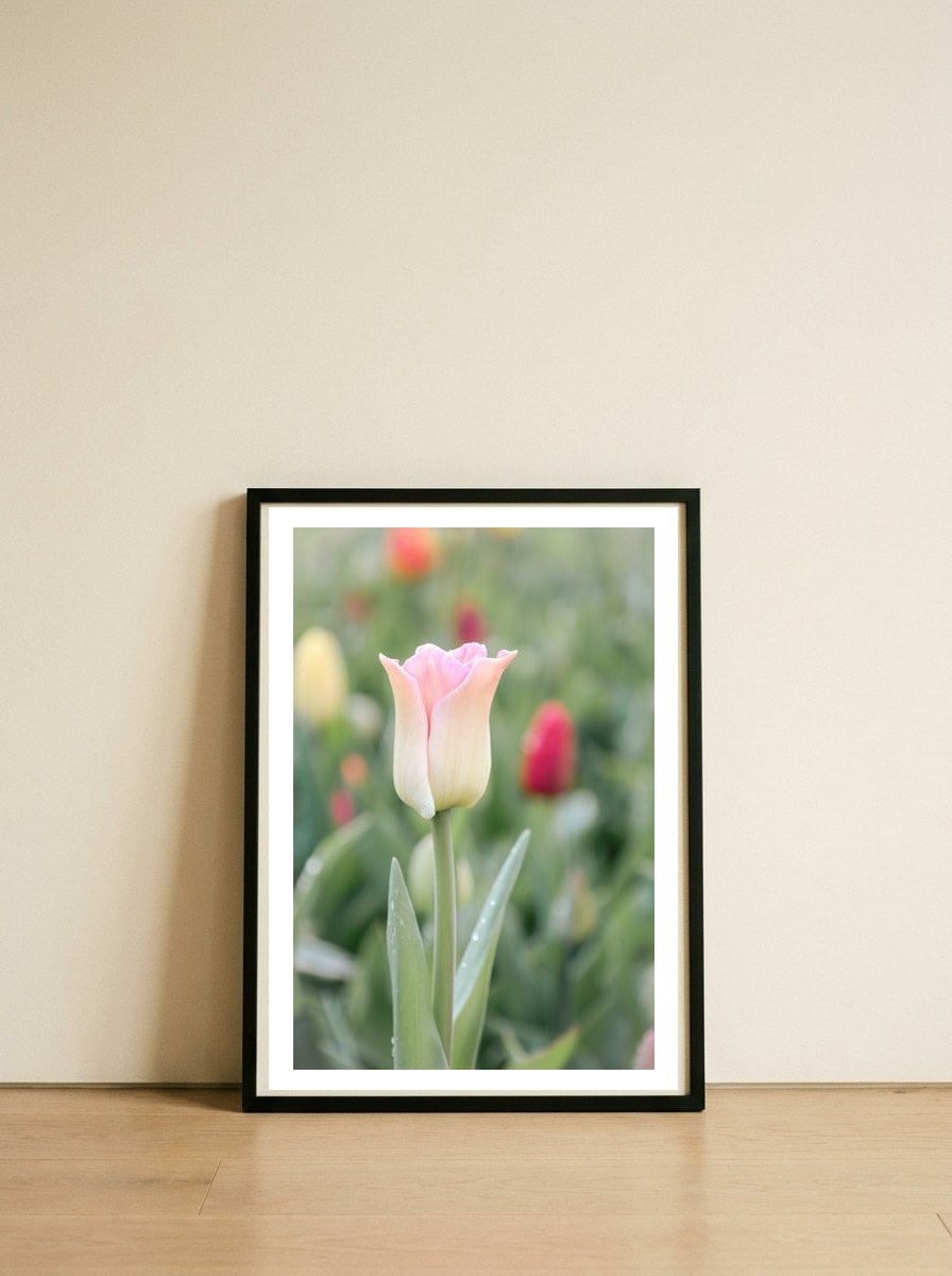Ethereal Elegance: The soft pink tulip — framed, leaning against the wall
