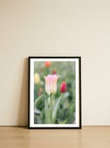 Ethereal Elegance: The soft pink tulip — framed, leaning against the wall thumbnail
