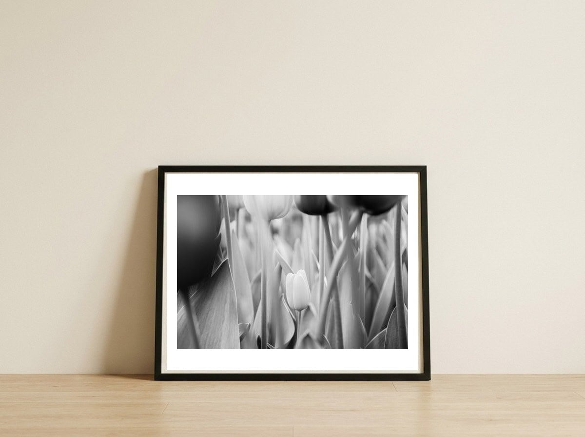 Tulip in the spotlight | Floral Photography | Black and White  — framed, leaning against the wall