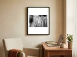 Tulip in the spotlight | Floral Photography | Black and White  framed in a focused room thumbnail