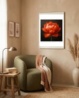 Double Lotus | Scarlet Solace framed in a tender room thumbnail