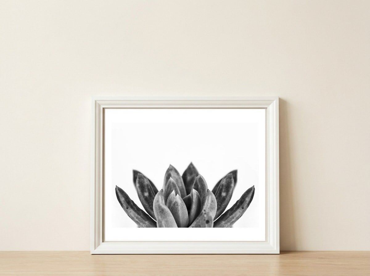 Cactus flower — framed, leaning against the wall