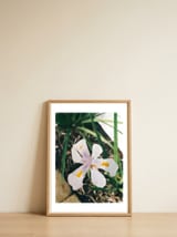 Lily — framed, leaning against the wall thumbnail
