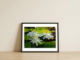 Water Lilies — framed, leaning against the wall thumbnail