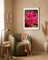 Pink Bougainvillea Flowers framed in a tender room thumbnail