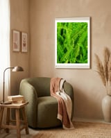 Green Ferns framed in a tender room thumbnail
