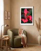 Red Indian Shot Flower framed in a tender room thumbnail