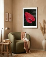 Red Anthurium Flower framed in a tender room thumbnail