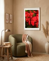 Red Quisqualls Plant Flowers framed in a tender room thumbnail