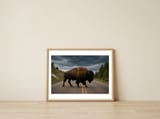 bison-on-the-road-yellowstone-wildlife-photography-1 — framed, leaning against the wall thumbnail