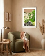 Monstera Mix framed in a tender room thumbnail