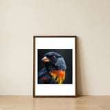 black-bird-with-red-eyes-and-orange-chest-feathers-1 — framed, leaning against the wall thumbnail