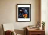 black-bird-with-red-eyes-and-orange-chest-feathers-1 framed in a focused room thumbnail