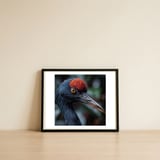 black-crane-bird-head-with-red-crown-and-raindrops-1 — framed, leaning against the wall thumbnail