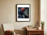 black-crane-bird-head-with-red-crown-and-raindrops-1 framed in a focused room thumbnail