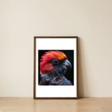 black-palm-cockatoo-bird-close-up-1 — framed, leaning against the wall thumbnail