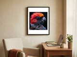 black-palm-cockatoo-bird-close-up-1 framed in a focused room thumbnail