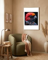 black-palm-cockatoo-bird-close-up-1 framed in a tender room thumbnail