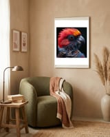 black-palm-cockatoo-bird-close-up-1 framed in a tender room thumbnail