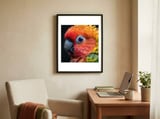 close-up-sun-conure-parrot-eye-feathers-1 framed in a focused room thumbnail