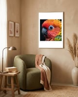 close-up-sun-conure-parrot-eye-feathers-1 framed in a tender room thumbnail