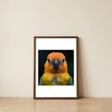 close-up-sun-conure-parrot-portrait-eyes-1 — framed, leaning against the wall thumbnail