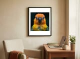 close-up-sun-conure-parrot-portrait-eyes-1 framed in a focused room thumbnail