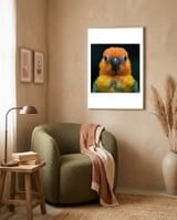 close-up-sun-conure-parrot-portrait-eyes-1 framed in a tender room thumbnail
