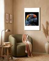 close-up-of-a-colorful-parrot-birds-head-1 framed in a tender room thumbnail