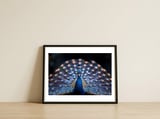 close-up-peacock-showing-its-beautiful-feathers-1 — framed, leaning against the wall thumbnail