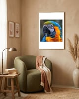 close-up-portrait-of-a-blue-and-gold-macaw-parrot-1 framed in a tender room thumbnail