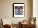 close-up-portrait-of-a-majestic-swan-1 framed in a focused room thumbnail