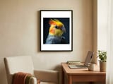 cockatiel-parrot-bird-head-1 framed in a focused room thumbnail