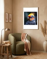 cockatiel-parrot-with-yellow-crest-and-orange-cheeks-1 framed in a tender room thumbnail