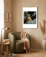 colorful-bird-perched-among-rocks-and-foliage-1 framed in a tender room thumbnail
