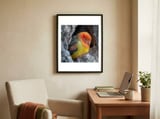 cute-lovebird-perched-on-a-rock-in-a-cave-1 framed in a focused room thumbnail