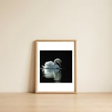 elegant-swan-floating-gracefully-on-dark-water-1 — framed, leaning against the wall thumbnail