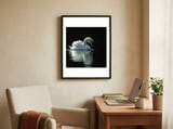 elegant-swan-floating-gracefully-on-dark-water-1 framed in a focused room thumbnail
