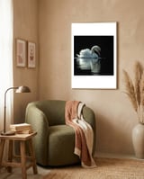 elegant-swan-floating-gracefully-on-dark-water-1 framed in a tender room thumbnail