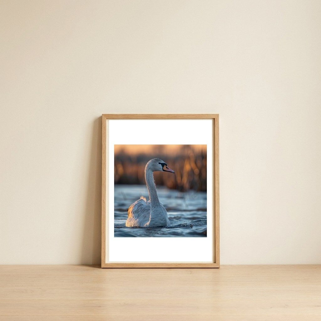elegant-swan-gliding-on-water-at-sunset-1 — framed, leaning against the wall