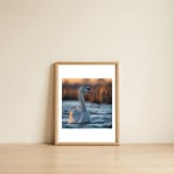 elegant-swan-gliding-on-water-at-sunset-1 — framed, leaning against the wall thumbnail