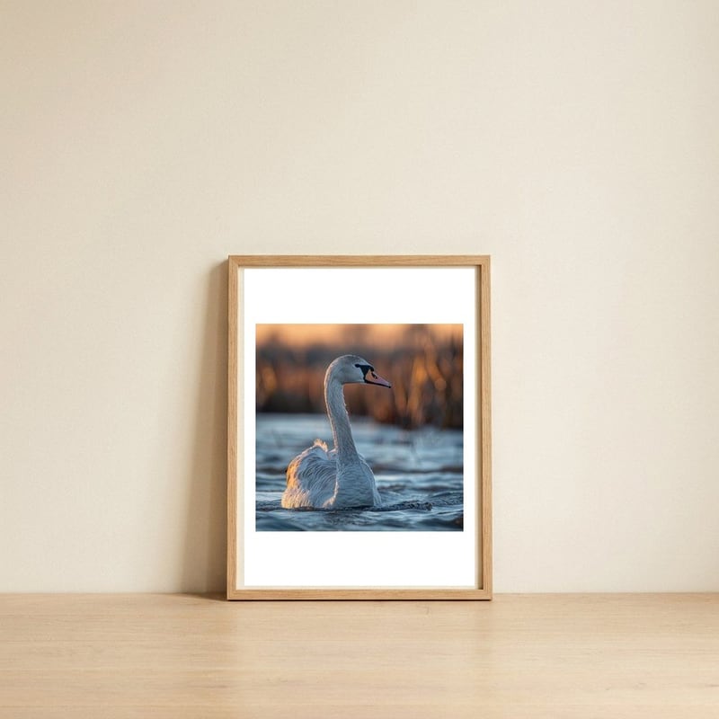 elegant-swan-gliding-on-water-at-sunset-1 — framed, leaning against the wall